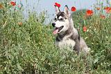 SIBERIAN HUSKY 140